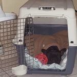 French Bulldog in medium crate. picture from Tammy.